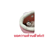 885560331