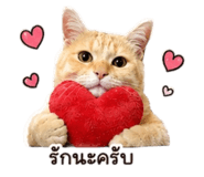 885562211