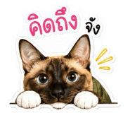 885563353