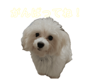 885656976
