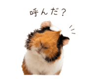 885667644