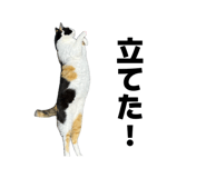885669376