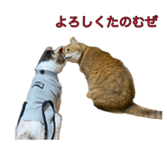 885695087