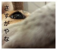885702520
