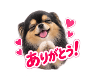 885703337