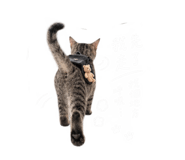 885939217
