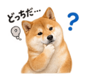 886136146