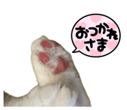 886375003