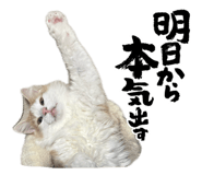 886375018