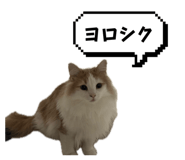886375022