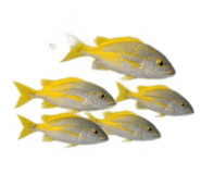 886501883