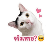 886522197