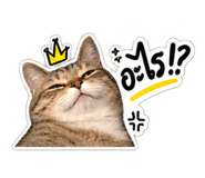 886796425