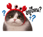886809725