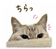 886965081