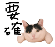 887556295