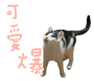 887556303