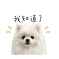 887574408
