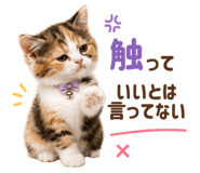 887690084
