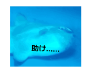 887717474