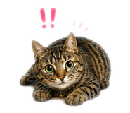 887973677