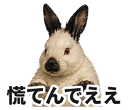 888013006