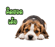 888204246
