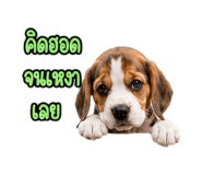 888204251