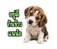 888204255