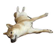 888245011
