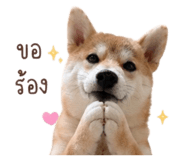 888554188