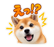 888694555