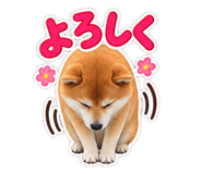 888694559