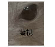 888708243
