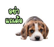 888733881