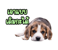 888733887