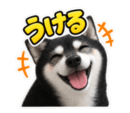 888752463