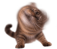 888809447