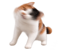 888817203