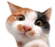 888817204