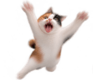 888817206
