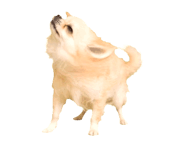 889003994