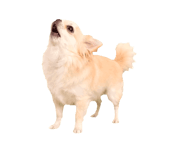 889004004