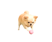 889004007