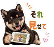 889103604
