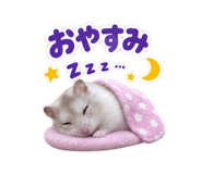 889239116