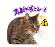 889313662
