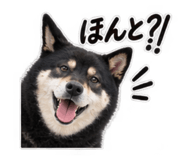 889442333