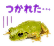 889442526