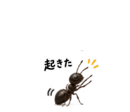 889447861
